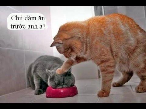 Chú dám ăn trước anh ah?