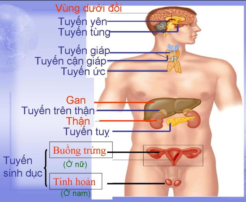 21-23 giờ: Thời gian giải độc của hệ bạch huyết và hệ thống nội tiết