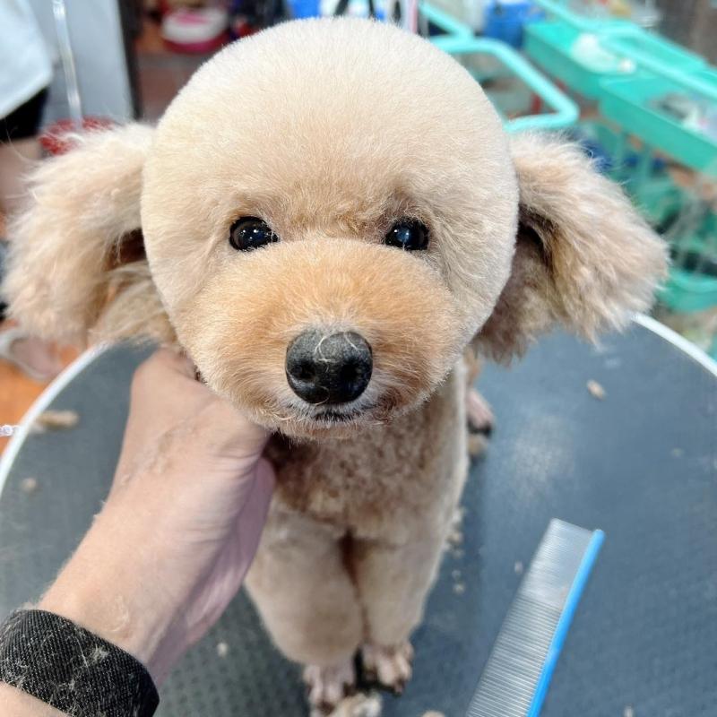 29K1 Pet Shop