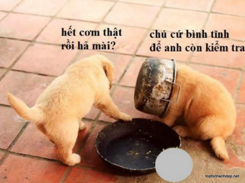Hết cơm thật rồi ư?