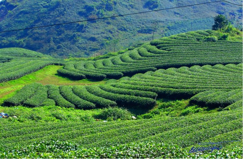 Đồi chè Mộc Châu trải dài vô tận