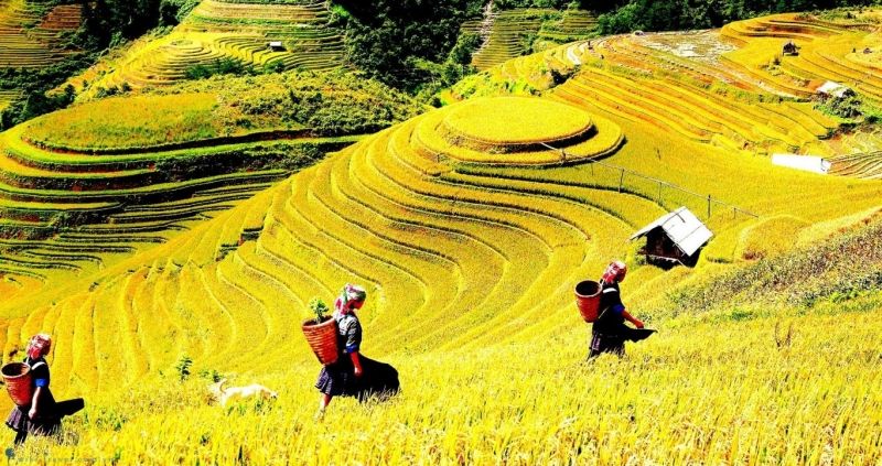 Mù Cang Chải mùa lúa chín