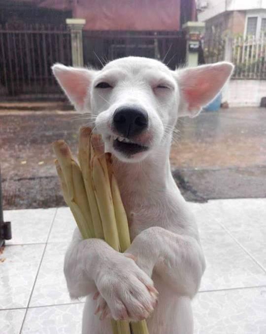 Cùng tạo dáng với sả nào!