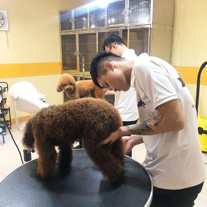 AiNi Pet