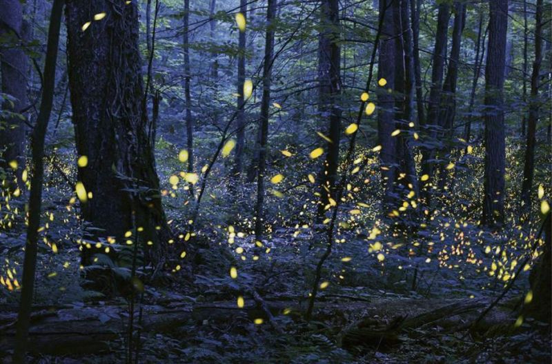 Allegheny National Forest,  Pennsylvania
