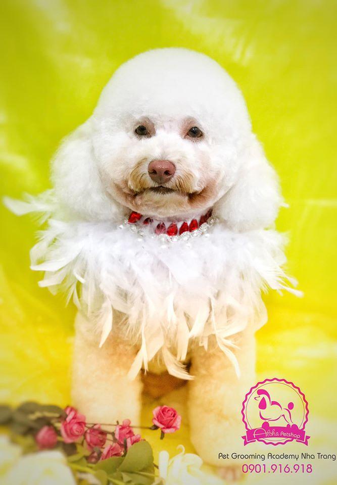 ALOHA Petshop