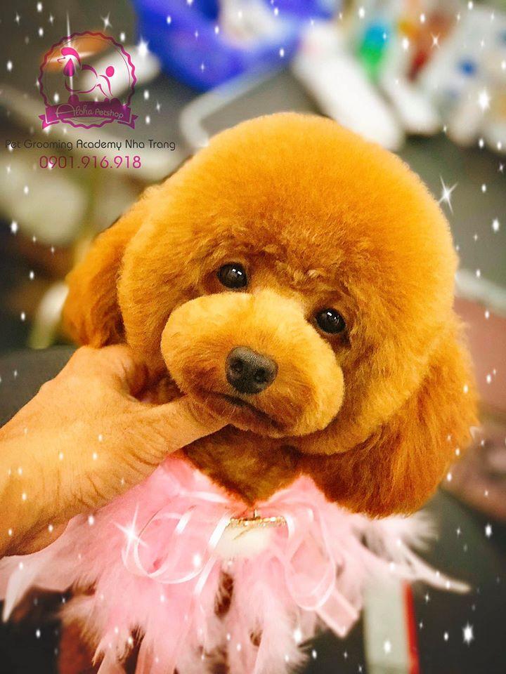 ALOHA Petshop