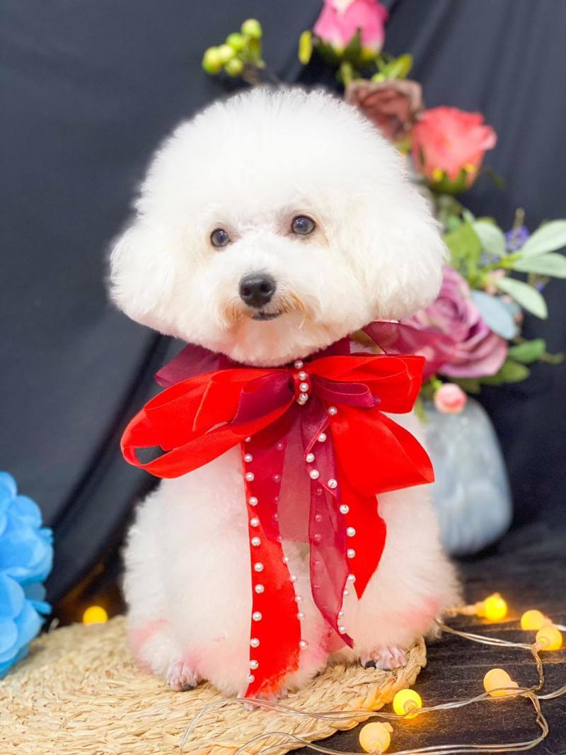 ALOHA Petshop Nha Trang