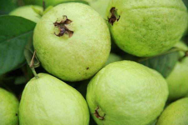 Ổi Bo Thái Bình