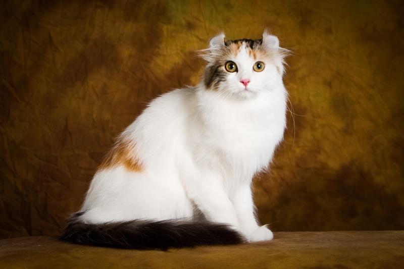 American Curl có đôi tai xoắn ngược về phía sau rất lạ mắt
