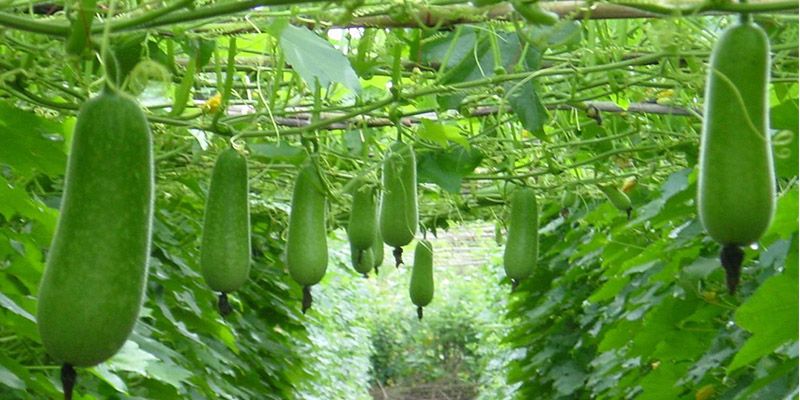 Ăn bí đao giúp tăng chiều cao