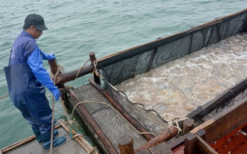 Cô Tô: Rộn ràng mùa sứa