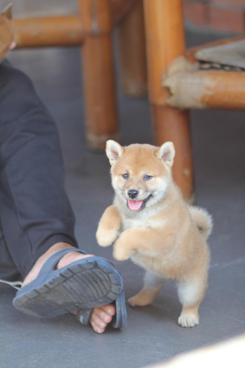 An Nam Pet