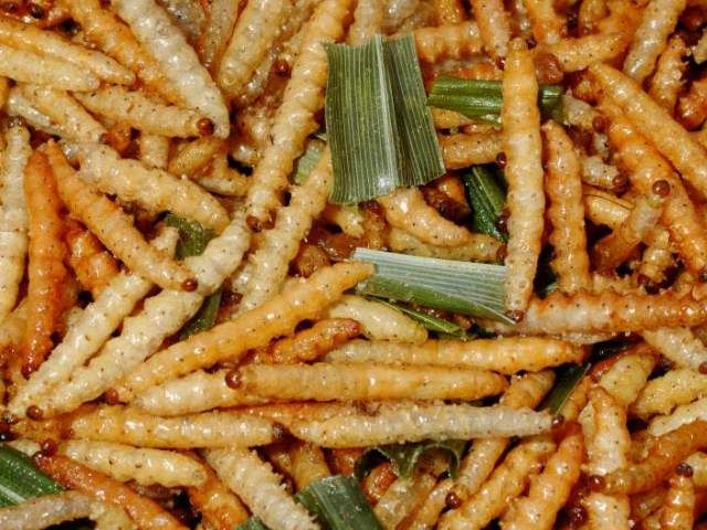 Ăn sâu bướm mừng Giáng sinh