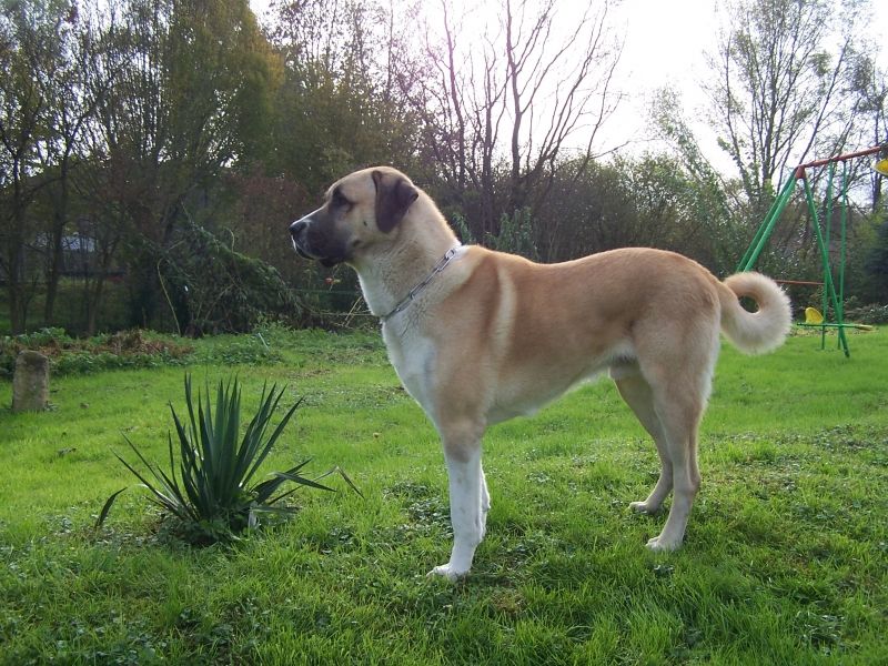 Chú chó chăn cừu Anatolian Shepherd