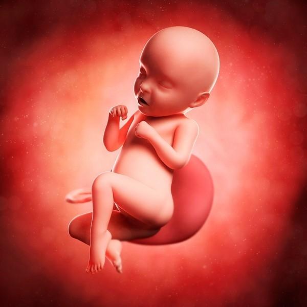 Sử dụng điện thoại di động trong giai đoạn mang thai sẽ ảnh hưởng tới sự phát triển não bộ của thai nhi