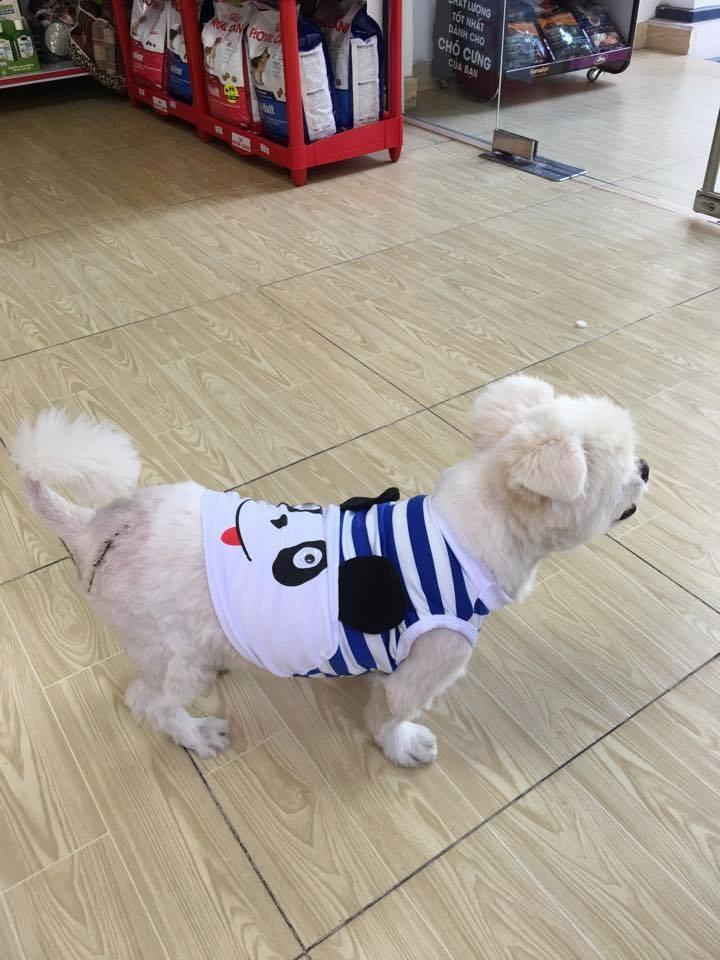 Thú cưng tại Animal Doctors International