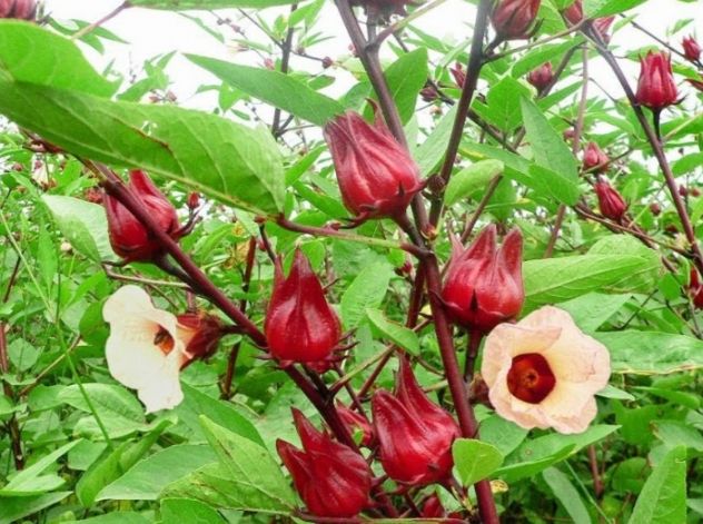 Atisô đỏ vừa dùng làm nước uống vừa là thuốc chữa bệnh dạ dày