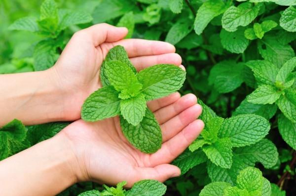 Bạc hà chữa buồn nôn hiệu quả