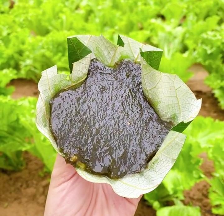 Thưởng thức bánh đúc rau câu nhằm xua tan nóng nực tại Bãi biển Cửa Tùng
