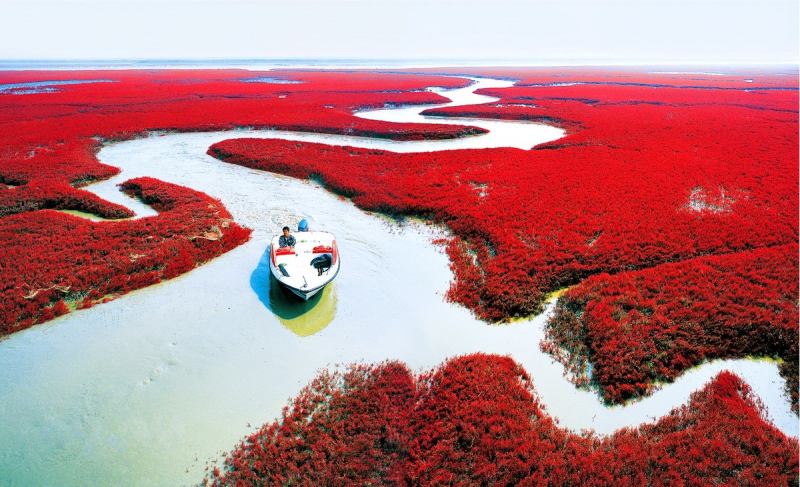 Bãi biển đỏ, Bàn Cẩm