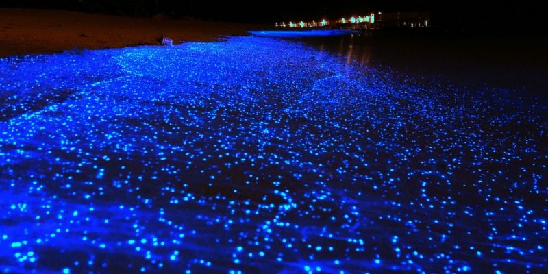 Bãi biển sao trên đảo Vaadhoo, Mandives