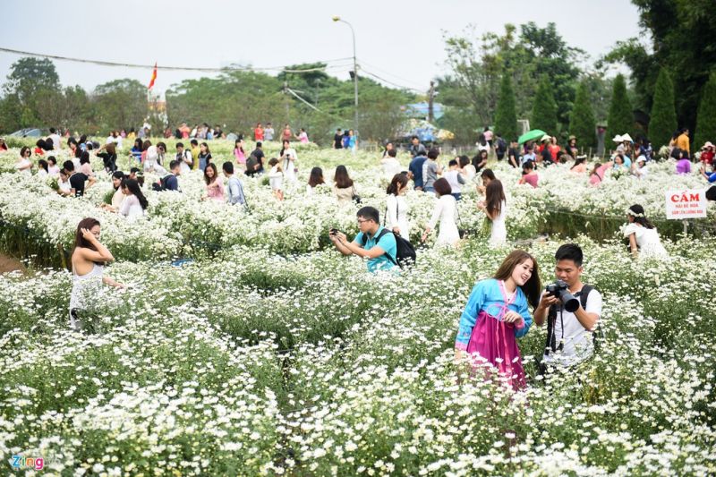 Mọi người đến đây để chụp cùng cúc hoạ mi