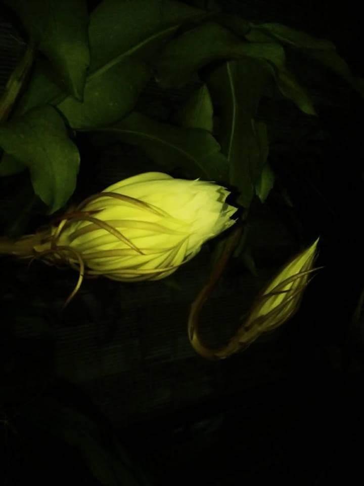 Ảnh minh họa (Nguyễn Hương)