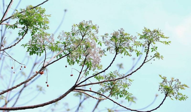 Thơ tháng tư