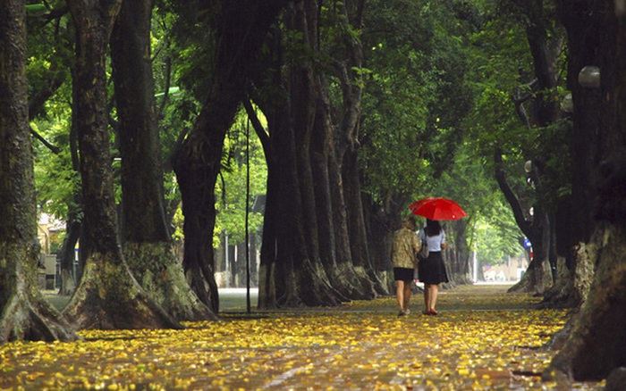 Giữa hai hàng cây