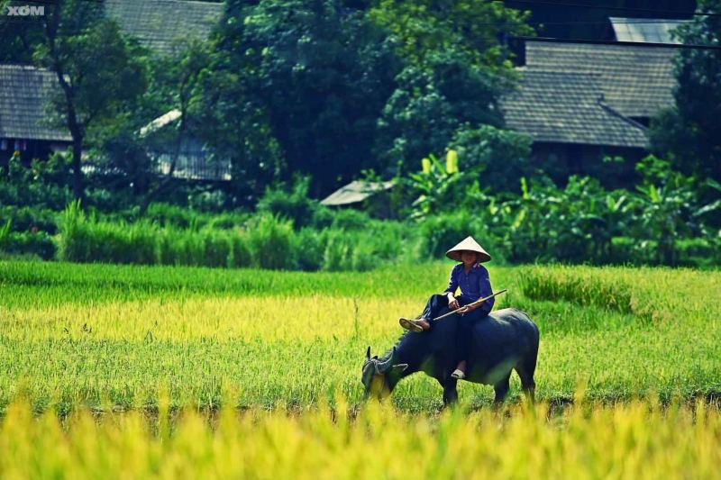 Hình minh họa