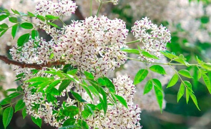 Tròng trành nỗi nhớ tháng Hai