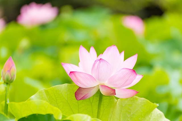 Bài thơ: Tâm sen - Bùi Thế Uyên