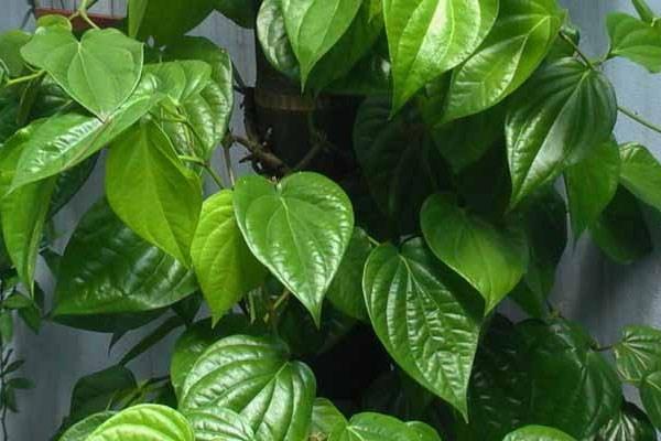 Bài thuốc chữa bệnh vảy nến