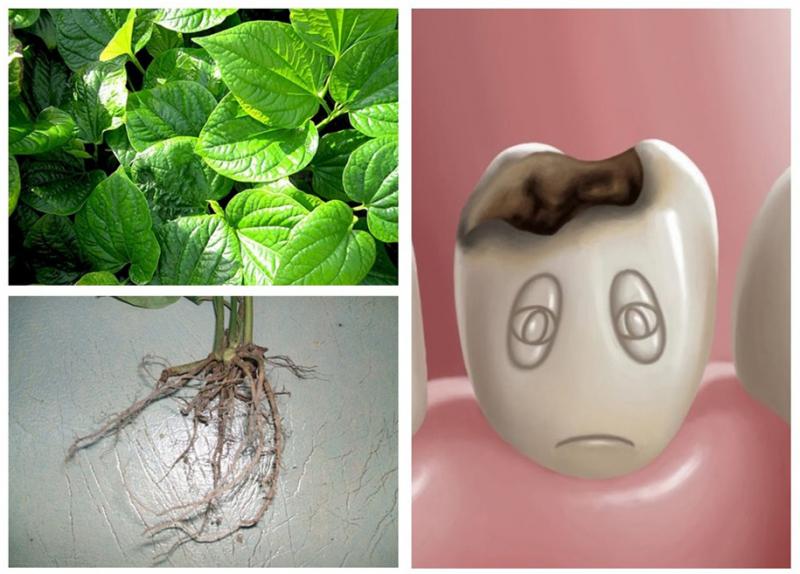 Bài thuốc chữa đau răng từ lá lốt