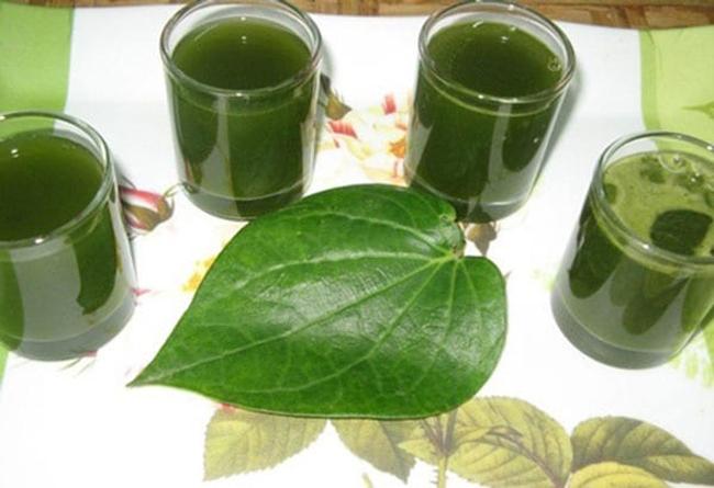 Chữa sâu răng bằng nước lá lốt