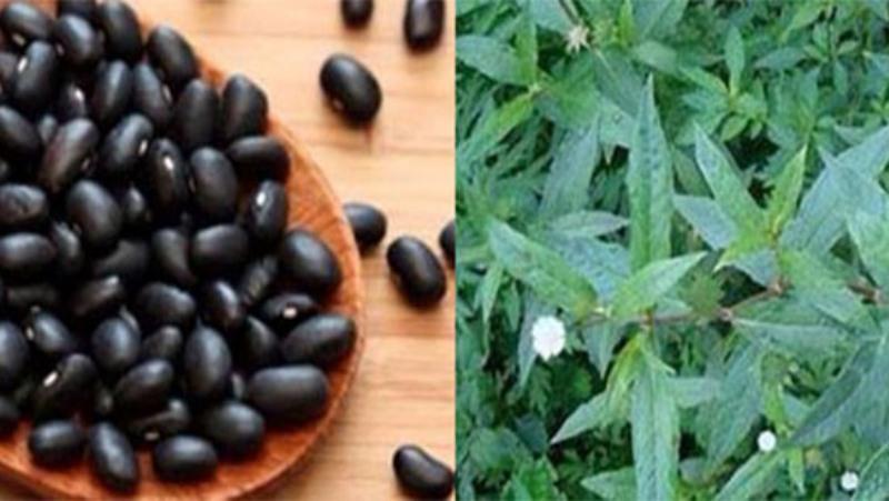 Đậu đen và cỏ mực chữa suy thận hiệu quả nhất