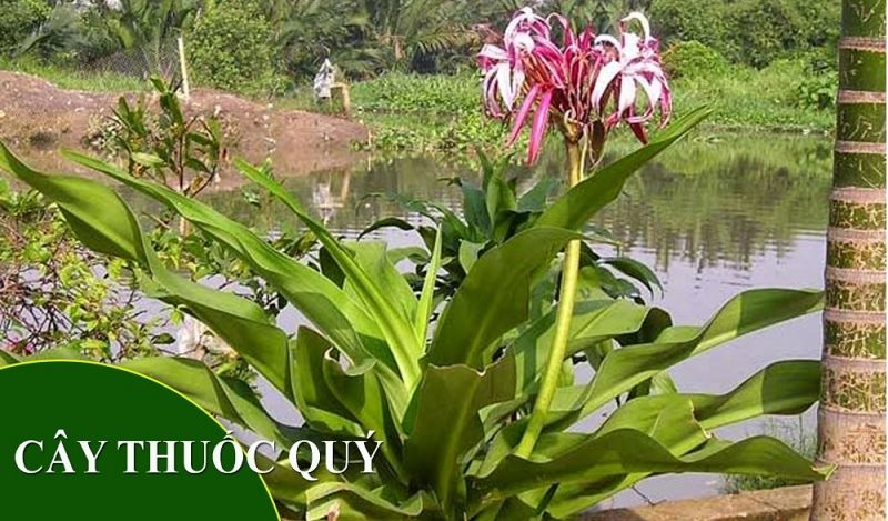 Trinh nữ hoàng cung trị bệnh ung thư, u vú, u xơ tuyến tiền liệt nam...