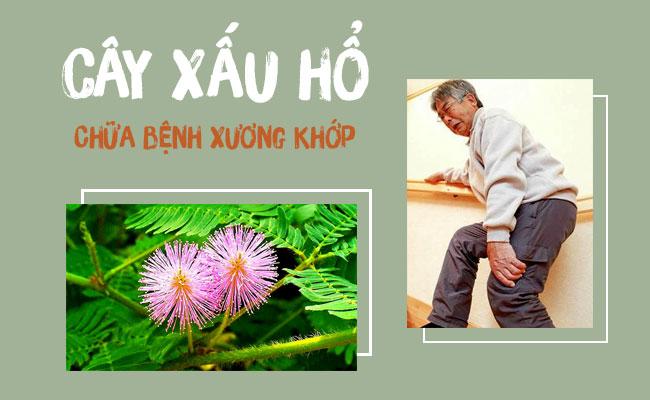 Cây trinh nữ chữa đau xương khớp