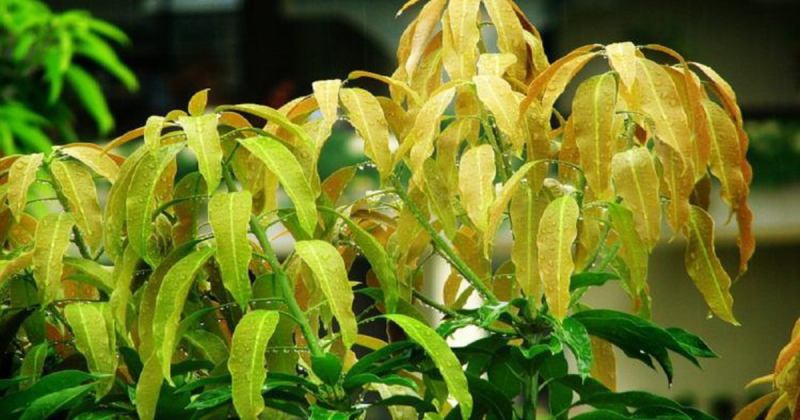 Bài thuốc dân gian chữa tiểu đường bằng lá xoài