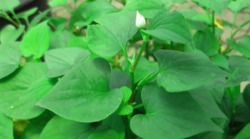 Điều kinh bằng cây diếp cá