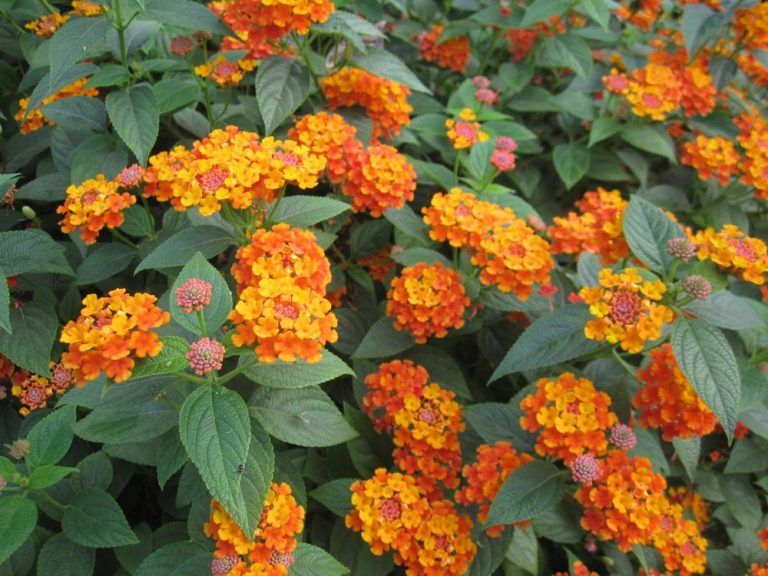 Bài thuốc trị viêm họng