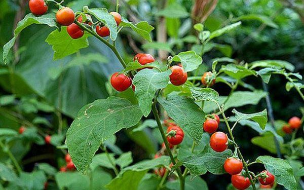 Cà gai leo chữa đau xương khớp