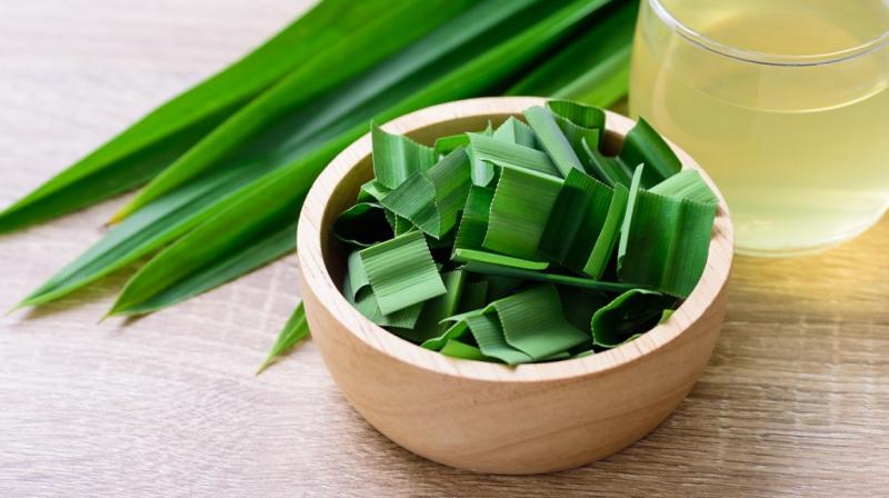 Lá dứa chữa đau xương khớp