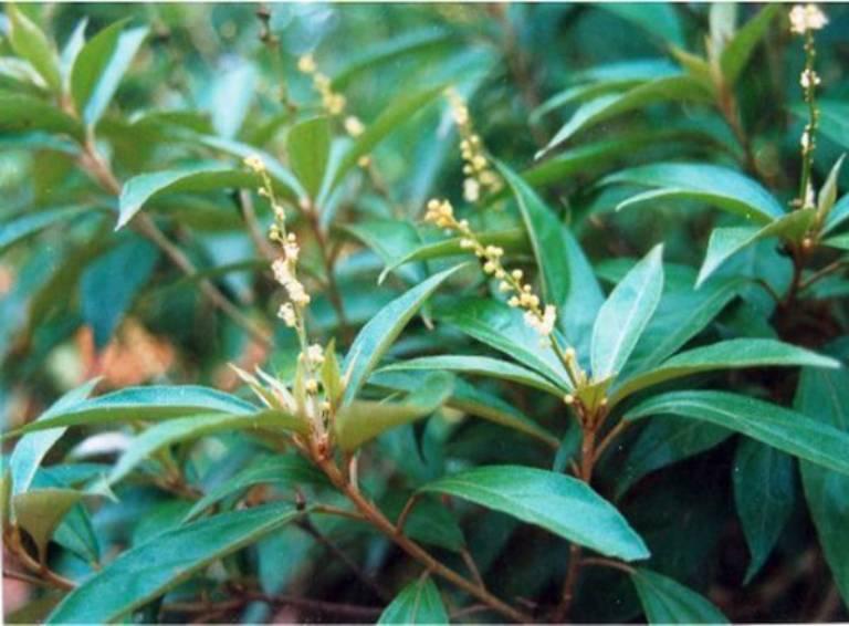 Bài thuốc từ lá khổ sâm chữa đau dạ dày