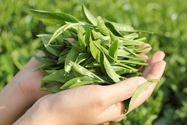 Trà xanh rất tốt cho những bệnh nhân đang mắc bệnh phong thấp hoặc các bệnh tự miễn.