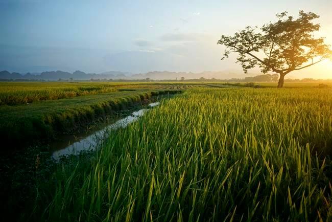 Bài văn cảm nhận số 10