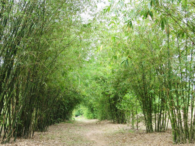 Hình minh hoạ