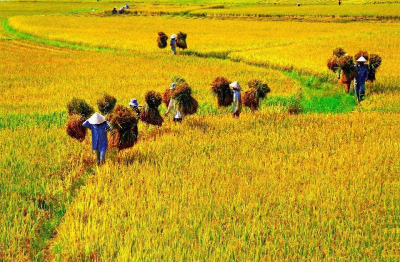 Ảnh minh họa (Nguồn internet)