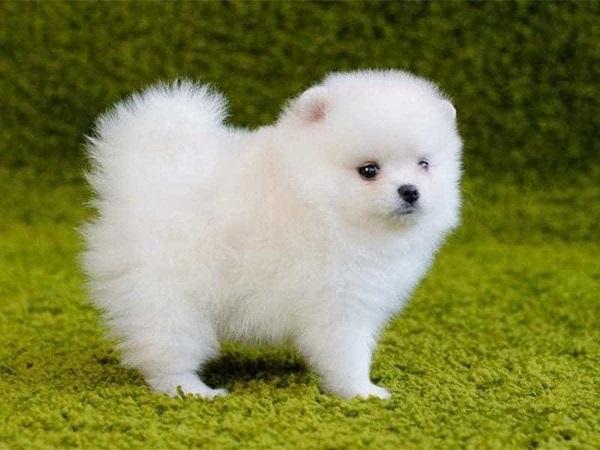 Bài văn kể về một kỉ niệm đáng nhớ đối với một con vật nuôi mà em yêu thích - số 10